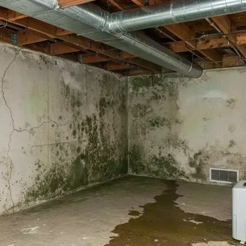 Professional Mold Removal in Jefferson City, MO